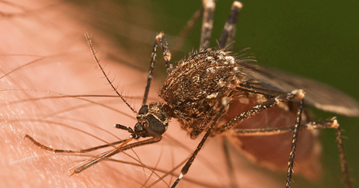 Biting Back Against Malaria